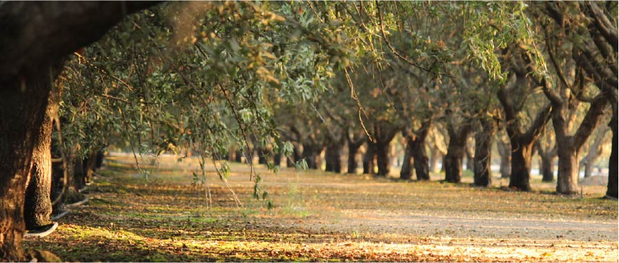 Tree crops ready for harvest